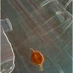 Leaf # 3 October 2011
