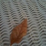 Leaf # 6 October 2011