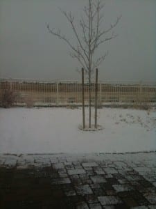 Snow #1 feb 28 2012