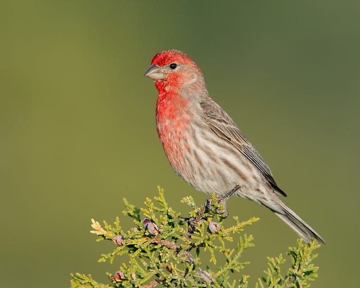 8861_House_Finch_05-09-2008_0.jpg image