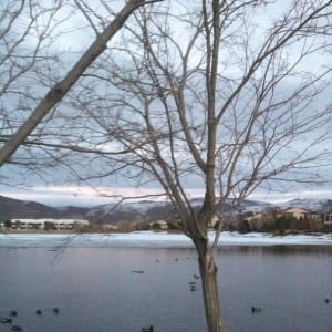 A bare tree with snow in the background.